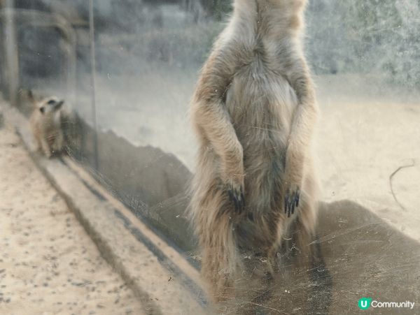 一進入壽山動物園，我們便被那可愛的狐獴吸引著，牠們真的很活潑...