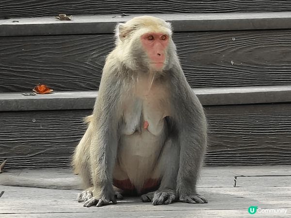 一進入壽山動物園，我們便被那可愛的狐獴吸引著，牠們真的很活潑...