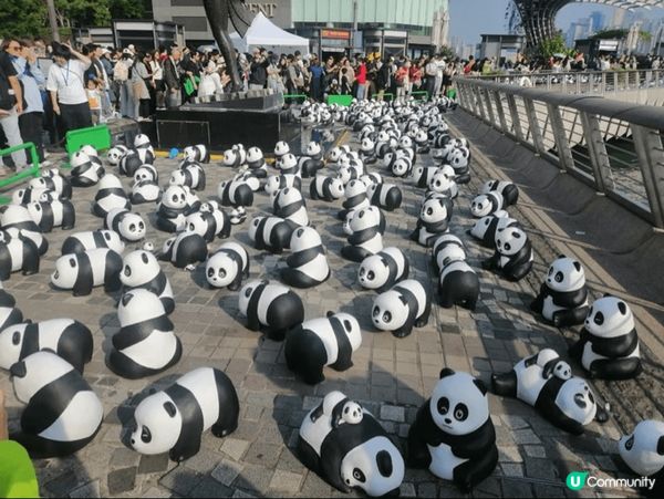 近期熊貓熱，打卡一定要去同不同型態的熊貓打卡，勁，一樂也 #...