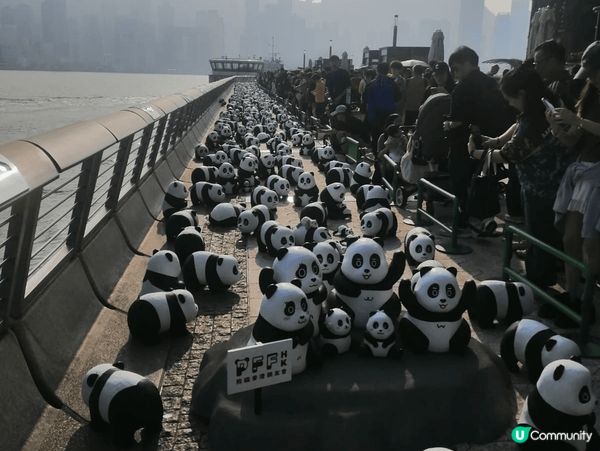 近期熊貓熱，打卡一定要去同不同型態的熊貓打卡，勁，一樂也 #...