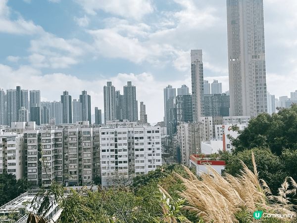 深水埗綠洲 🌄 嘉頓山賞花🌸