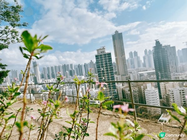深水埗綠洲 🌄 嘉頓山賞花🌸