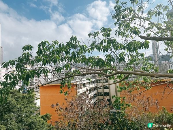 深水埗綠洲 🌄 嘉頓山賞花🌸