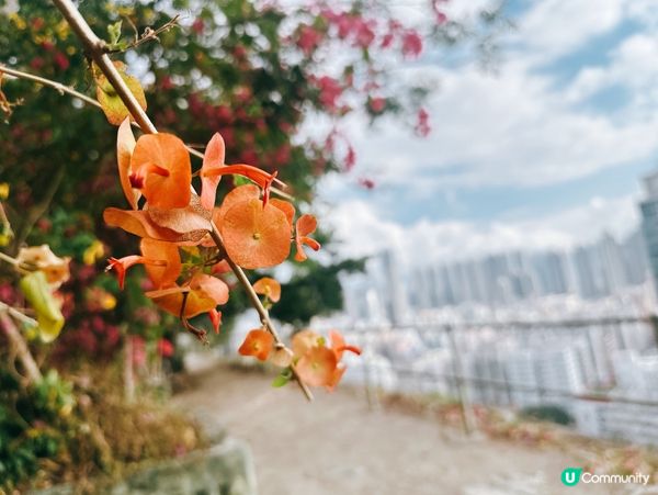 深水埗綠洲 🌄 嘉頓山賞花🌸