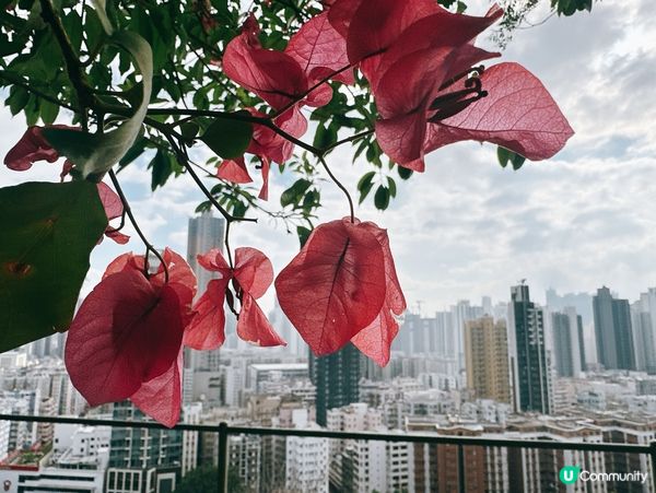 深水埗綠洲 🌄 嘉頓山賞花🌸