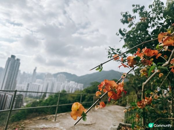 深水埗綠洲 🌄 嘉頓山賞花🌸