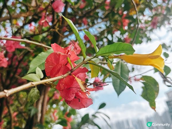 深水埗綠洲 🌄 嘉頓山賞花🌸