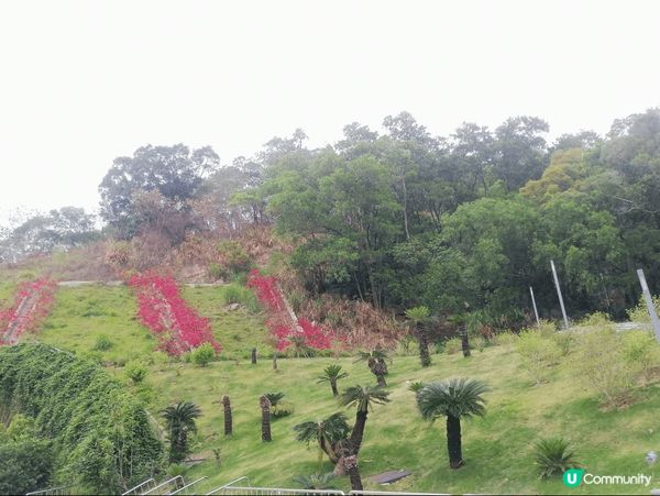 去悟桐山行山，美景如畫，是假期一班朋友北上行山的好日子#淨白...