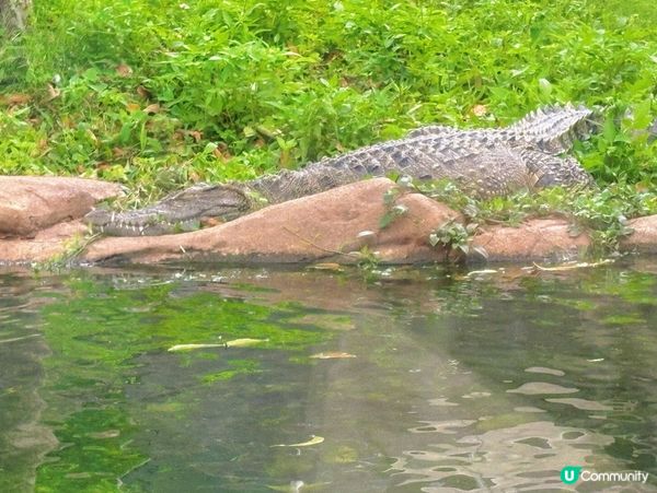 海洋公園｜放假好去處🐬