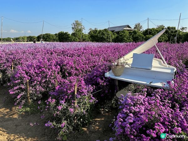青邁近郊區好多打卡的地方，他們種了很多不同種類不同顏色的花，...