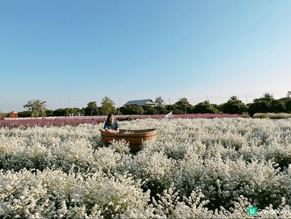 青邁近郊區好多打卡的地方，他們種了很多不同種類不同顏色的花，...