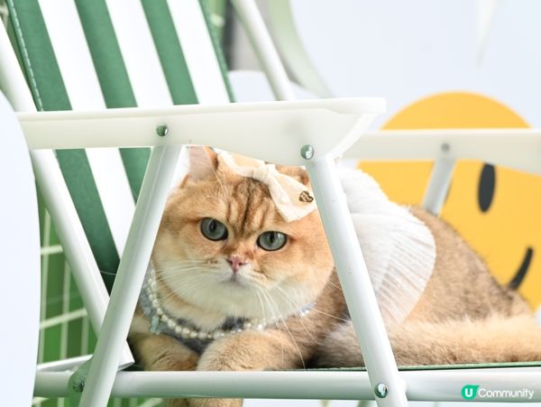 WiggleWiggle in Hong Kong