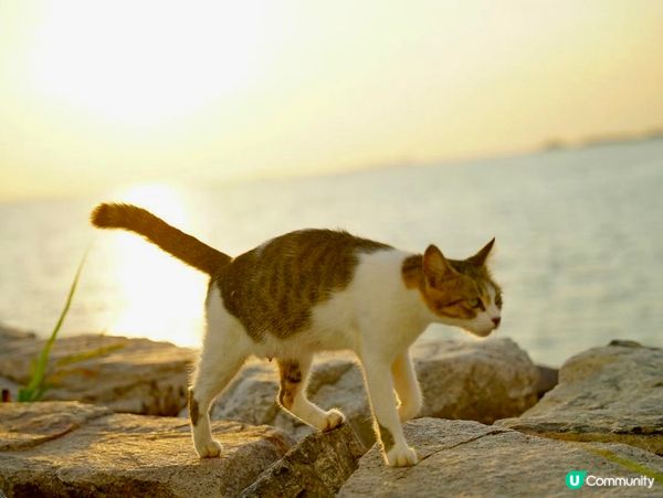 馬來西亞吃喝玩樂攻略✨