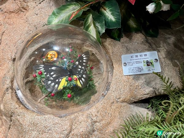 免費親子遊！昆蟲屋好好玩！ 🐞🦋