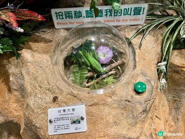 免費親子遊！昆蟲屋好好玩！ 🐞🦋