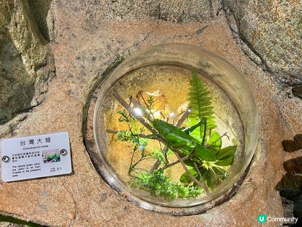 免費親子遊！昆蟲屋好好玩！ 🐞🦋