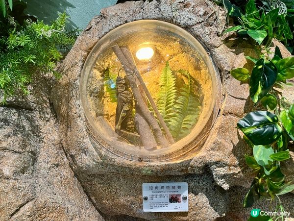 免費親子遊！昆蟲屋好好玩！ 🐞🦋