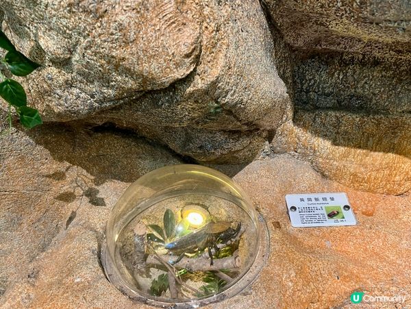 免費親子遊！昆蟲屋好好玩！ 🐞🦋