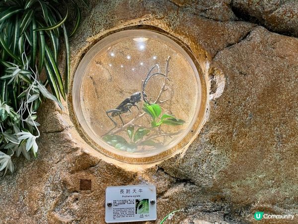 免費親子遊！昆蟲屋好好玩！ 🐞🦋