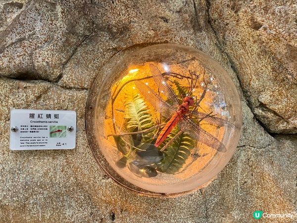 免費親子遊！昆蟲屋好好玩！ 🐞🦋