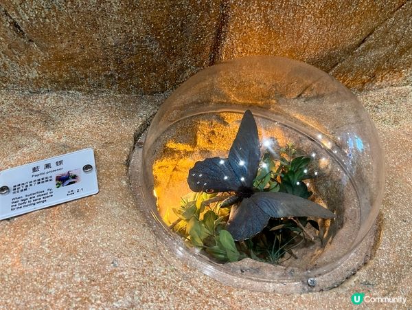 免費親子遊！昆蟲屋好好玩！ 🐞🦋