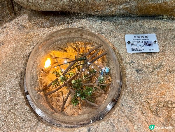 免費親子遊！昆蟲屋好好玩！ 🐞🦋