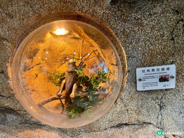 免費親子遊！昆蟲屋好好玩！ 🐞🦋