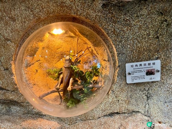 免費親子遊！昆蟲屋好好玩！ 🐞🦋