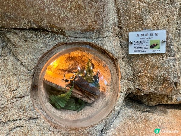 免費親子遊！昆蟲屋好好玩！ 🐞🦋