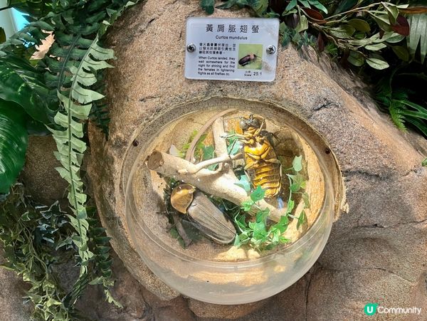 免費親子遊！昆蟲屋好好玩！ 🐞🦋