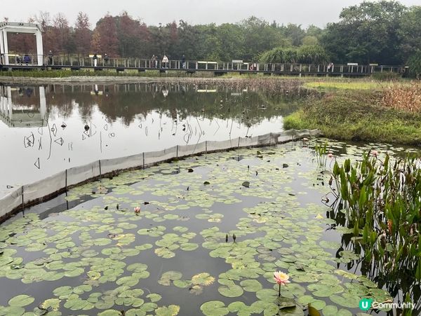 濕地公園懷舊遊！🌳🚶‍♀️🥰