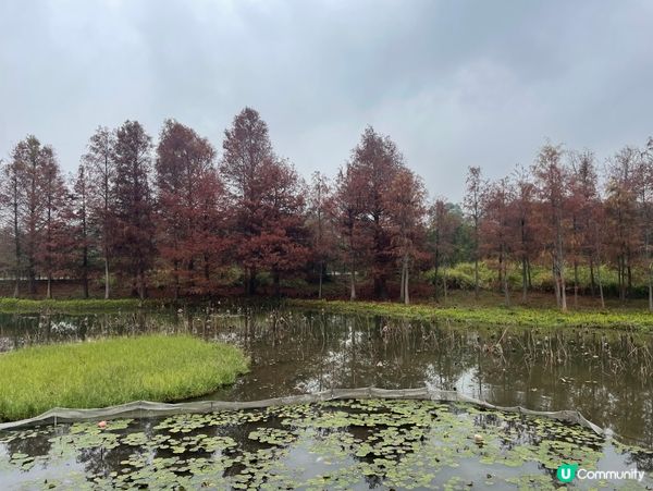 濕地公園懷舊遊！🌳🚶‍♀️🥰