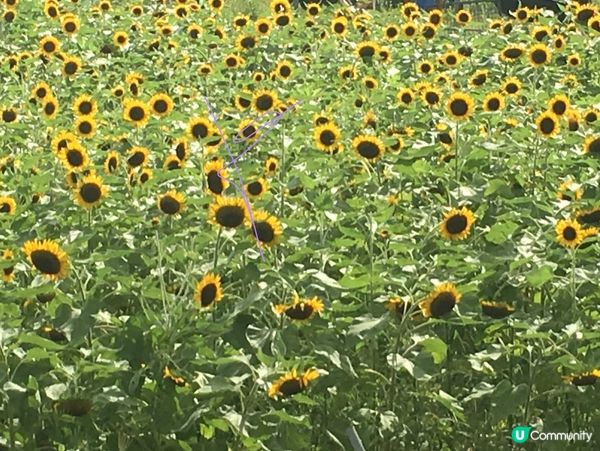 【夏季賞花】玩轉陽光浸花海