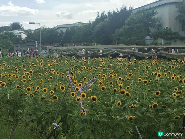 【夏季賞花】玩轉陽光浸花海