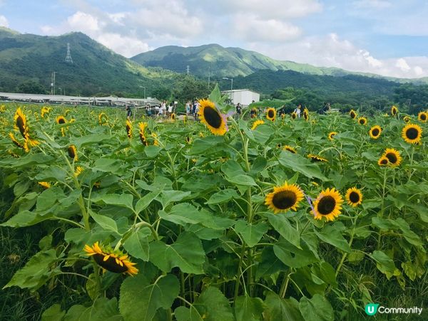 【夏季賞花】玩轉陽光浸花海