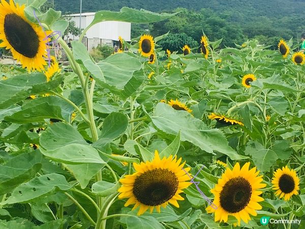 【夏季賞花】玩轉陽光浸花海