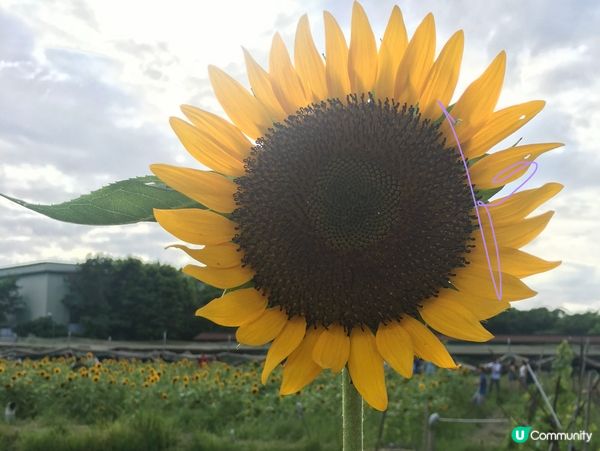【夏季賞花】玩轉陽光浸花海