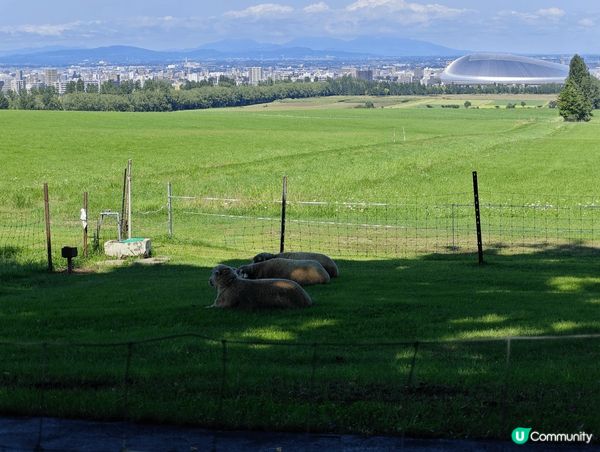 冰凍的羊奶雪糕和羊丘