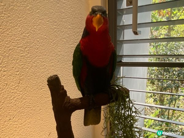 香港公園鳥語花香 🐦🌿