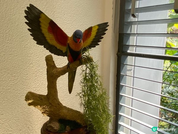 香港公園鳥語花香 🐦🌿