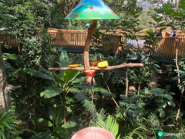 香港公園鳥語花香 🐦🌿