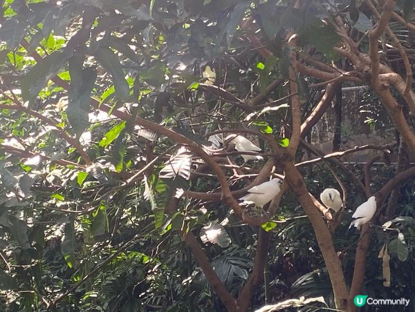 香港公園鳥語花香 🐦🌿
