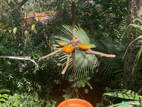 香港公園鳥語花香 🐦🌿