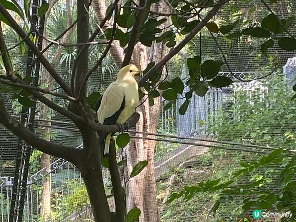 香港公園鳥語花香 🐦🌿