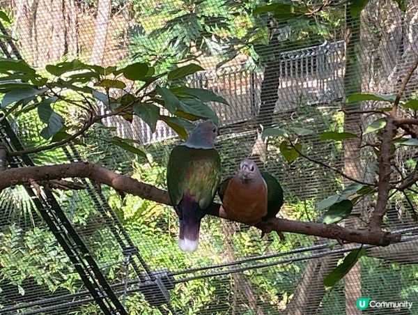 香港公園鳥語花香 🐦🌿