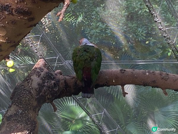 香港公園鳥語花香 🐦🌿