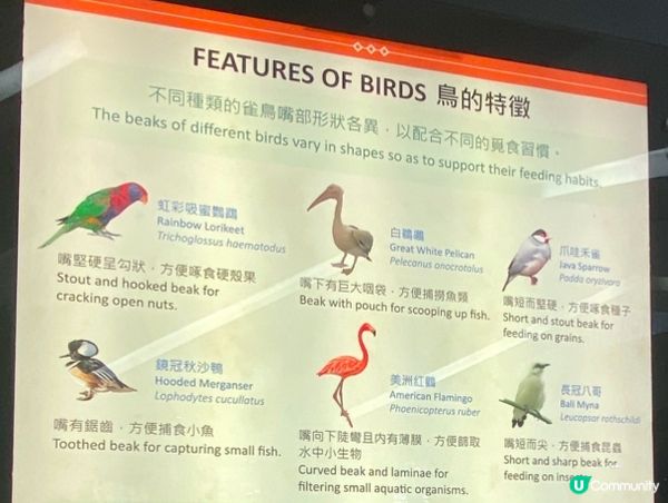 香港公園鳥語花香 🐦🌿