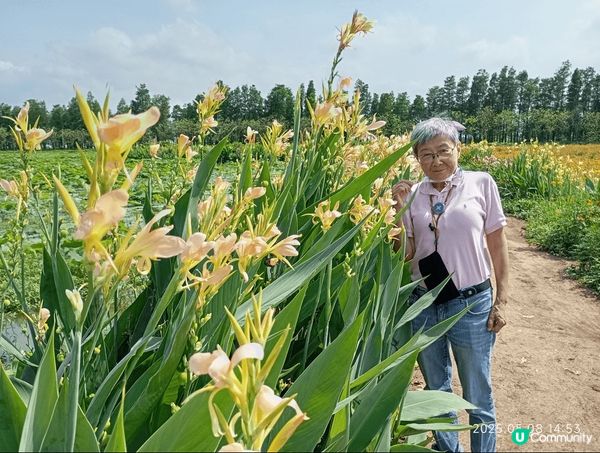 江門的滿園春色,迎春花開,有各樣的花海,如格桑花,油菜花等