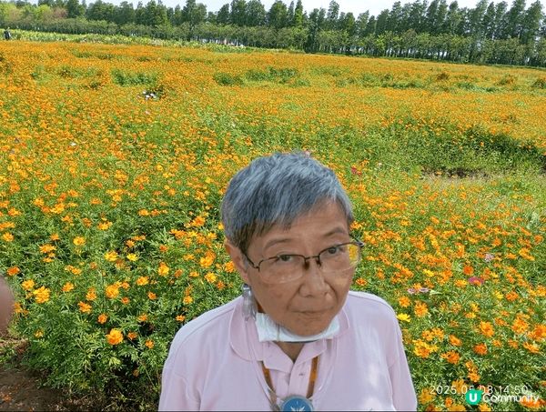 江門的滿園春色,迎春花開,有各樣的花海,如格桑花,油菜花等