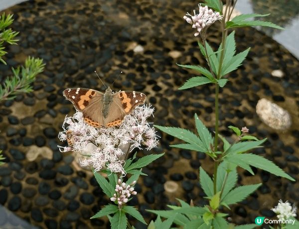 #社群三月快閃送         日本名古屋的名城公園是一個...